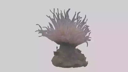 3D model Sea Anemone swaying model VR / AR / low-poly