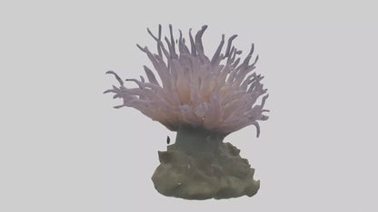 3D model Sea Anemone swaying model VR / AR / low-poly