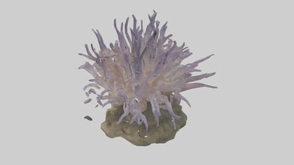3D model Sea Anemone swaying model VR / AR / low-poly