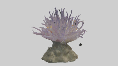 3D model Sea Anemone swaying model VR / AR / low-poly