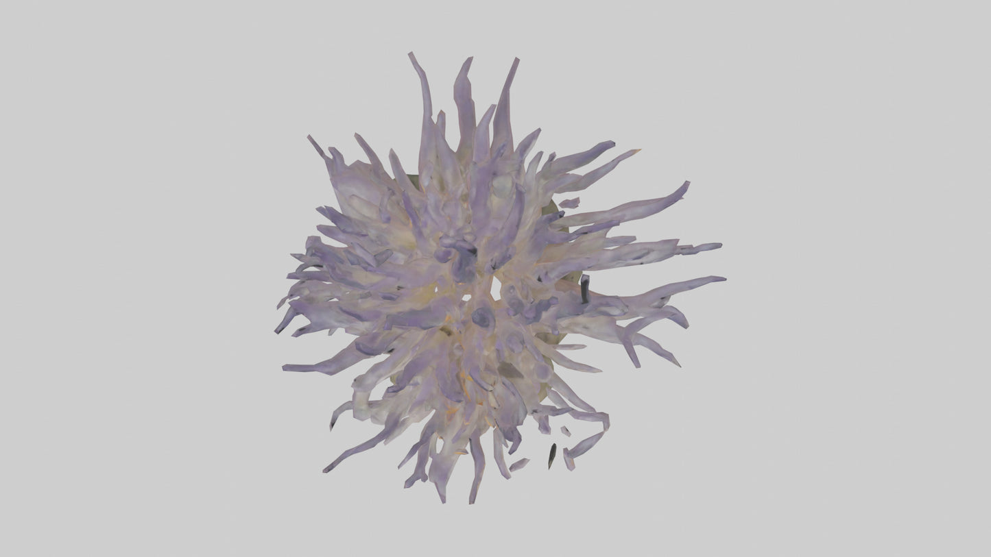3D model Sea Anemone swaying model VR / AR / low-poly