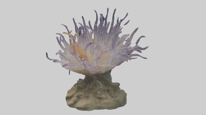 3D model Sea Anemone swaying model VR / AR / low-poly
