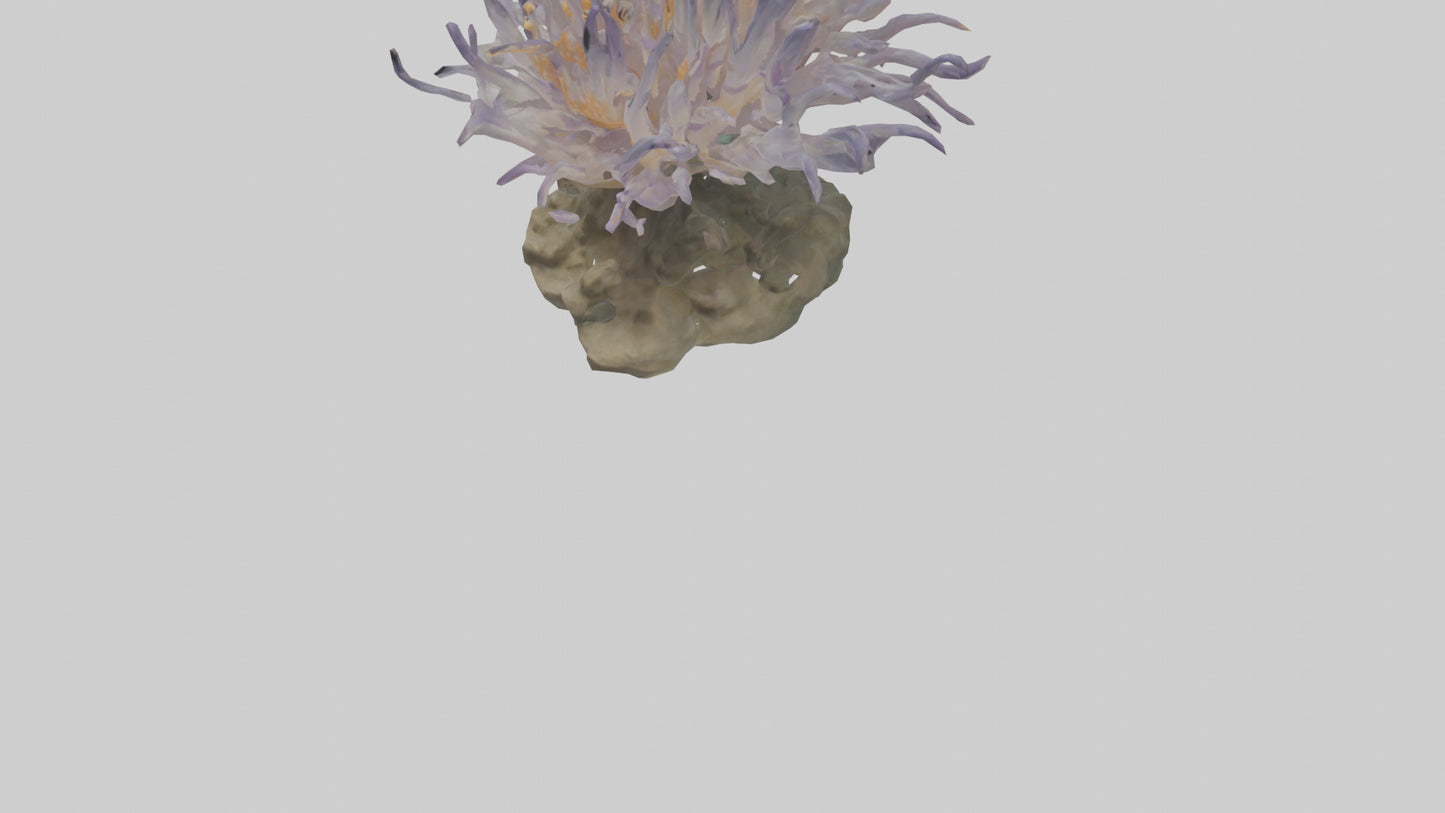 3D model Sea Anemone swaying model VR / AR / low-poly