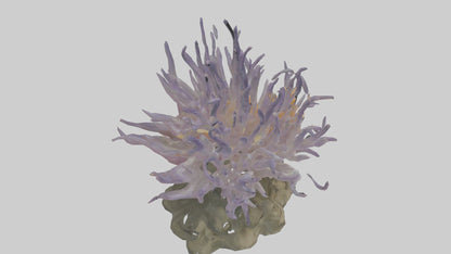 3D model Sea Anemone swaying model VR / AR / low-poly