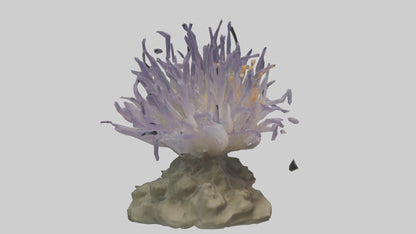 3D model Sea Anemone swaying model VR / AR / low-poly