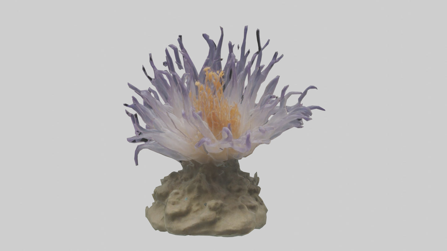 3D model Sea Anemone swaying model VR / AR / low-poly