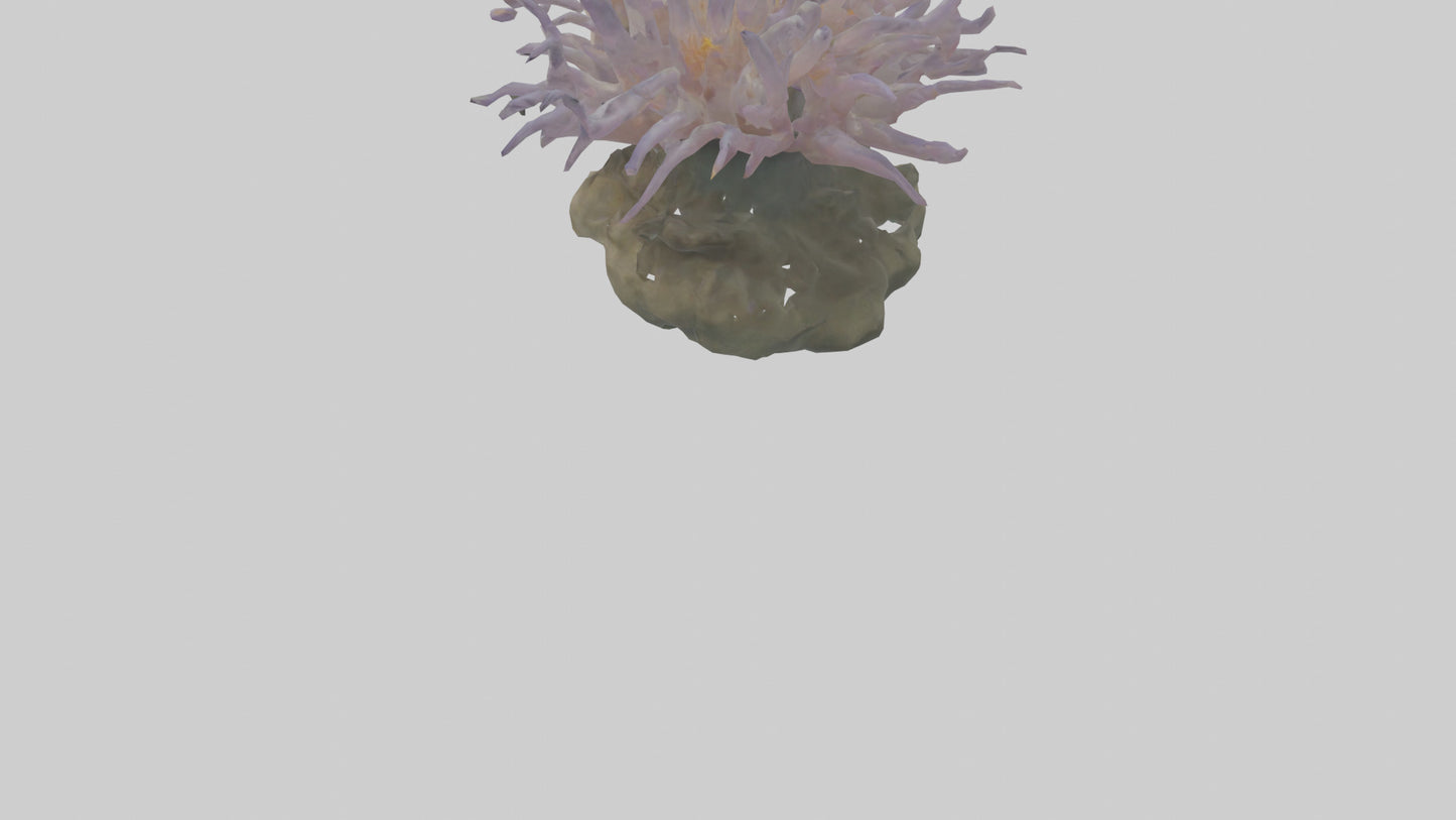 3D model Sea Anemone swaying model VR / AR / low-poly