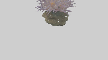 3D model Sea Anemone swaying model VR / AR / low-poly
