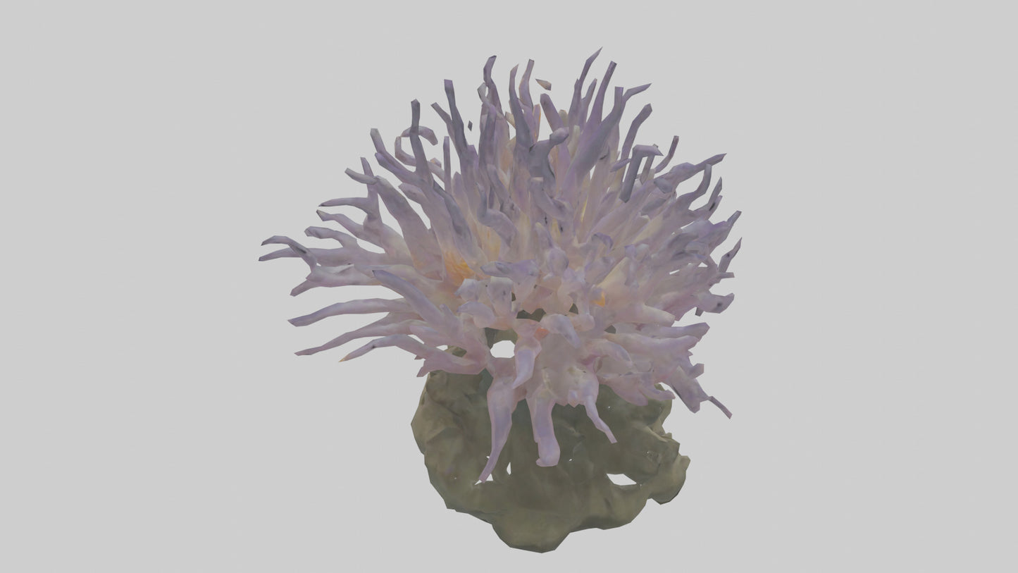 3D model Sea Anemone swaying model VR / AR / low-poly