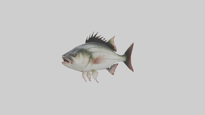 Sea Bass darting model 3D model
