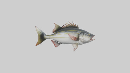 Sea Bass darting model 3D model