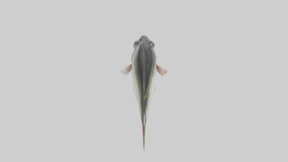 Sea Bass darting model 3D model