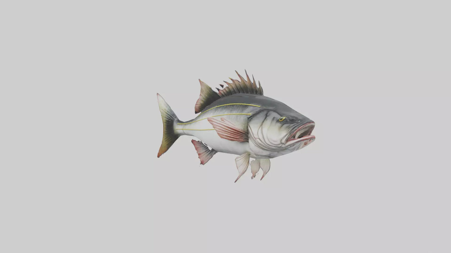 Sea Bass darting model 3D model