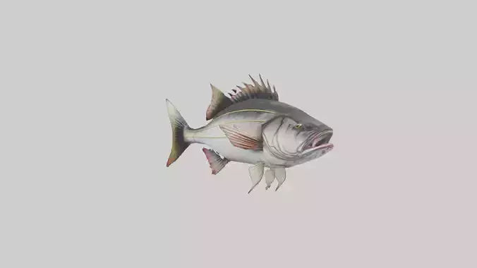 Sea Bass darting model 3D model