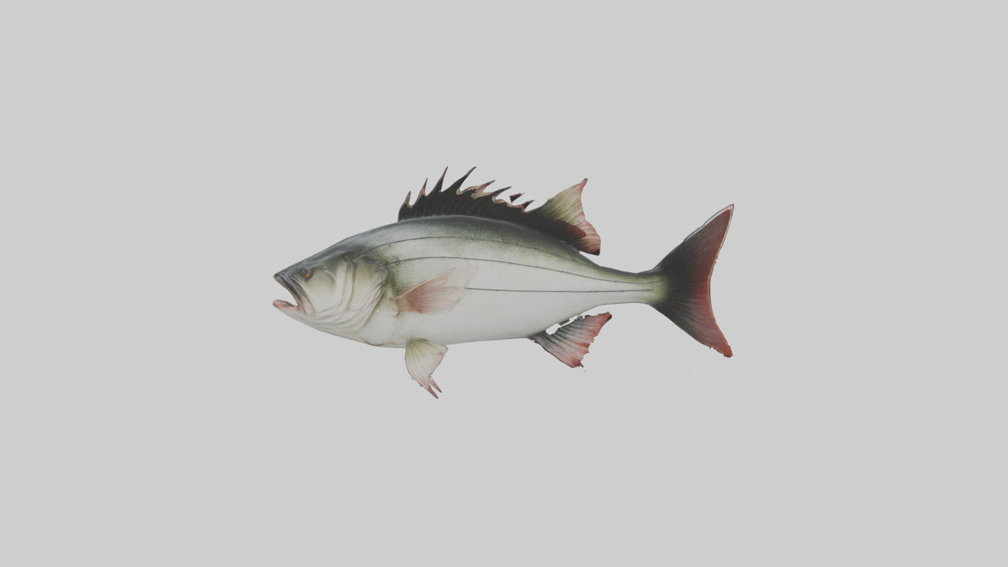 Sea Bass darting model 3D model