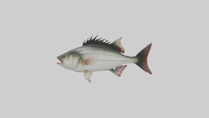Sea Bass darting model 3D model