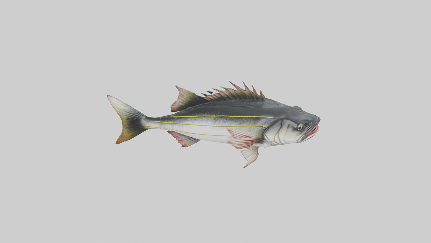 Sea Bass darting model 3D model