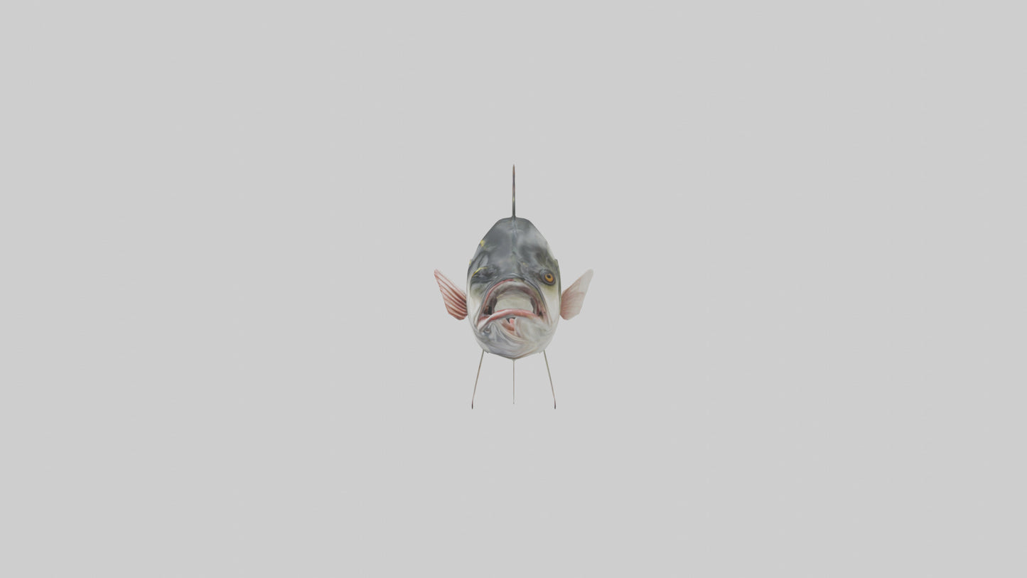 Sea Bass darting model 3D model