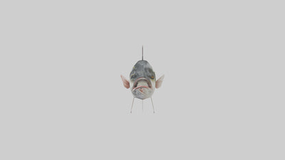 Sea Bass darting model 3D model