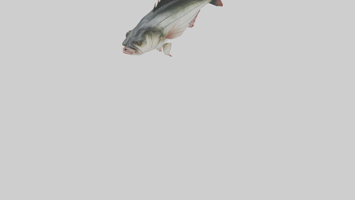 Sea Bass darting model 3D model