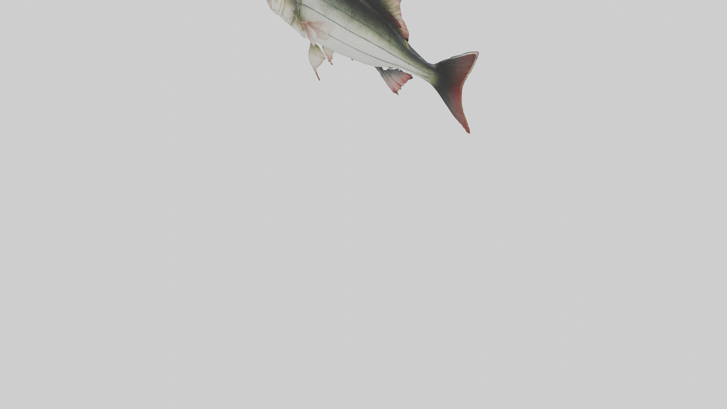 Sea Bass darting model 3D model