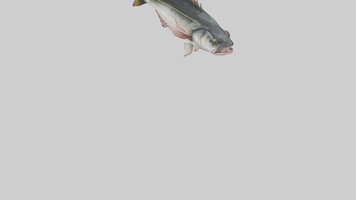 Sea Bass darting model 3D model