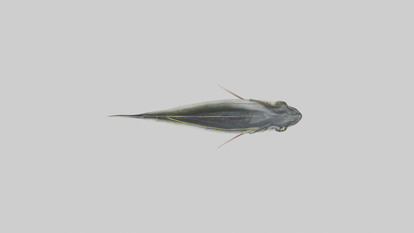 Sea Bass darting model 3D model