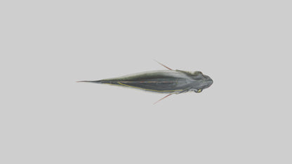 Sea Bass darting model 3D model