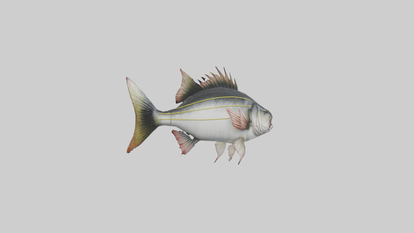 Sea Bass darting model 3D model