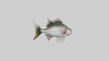 Sea Bass darting model 3D model