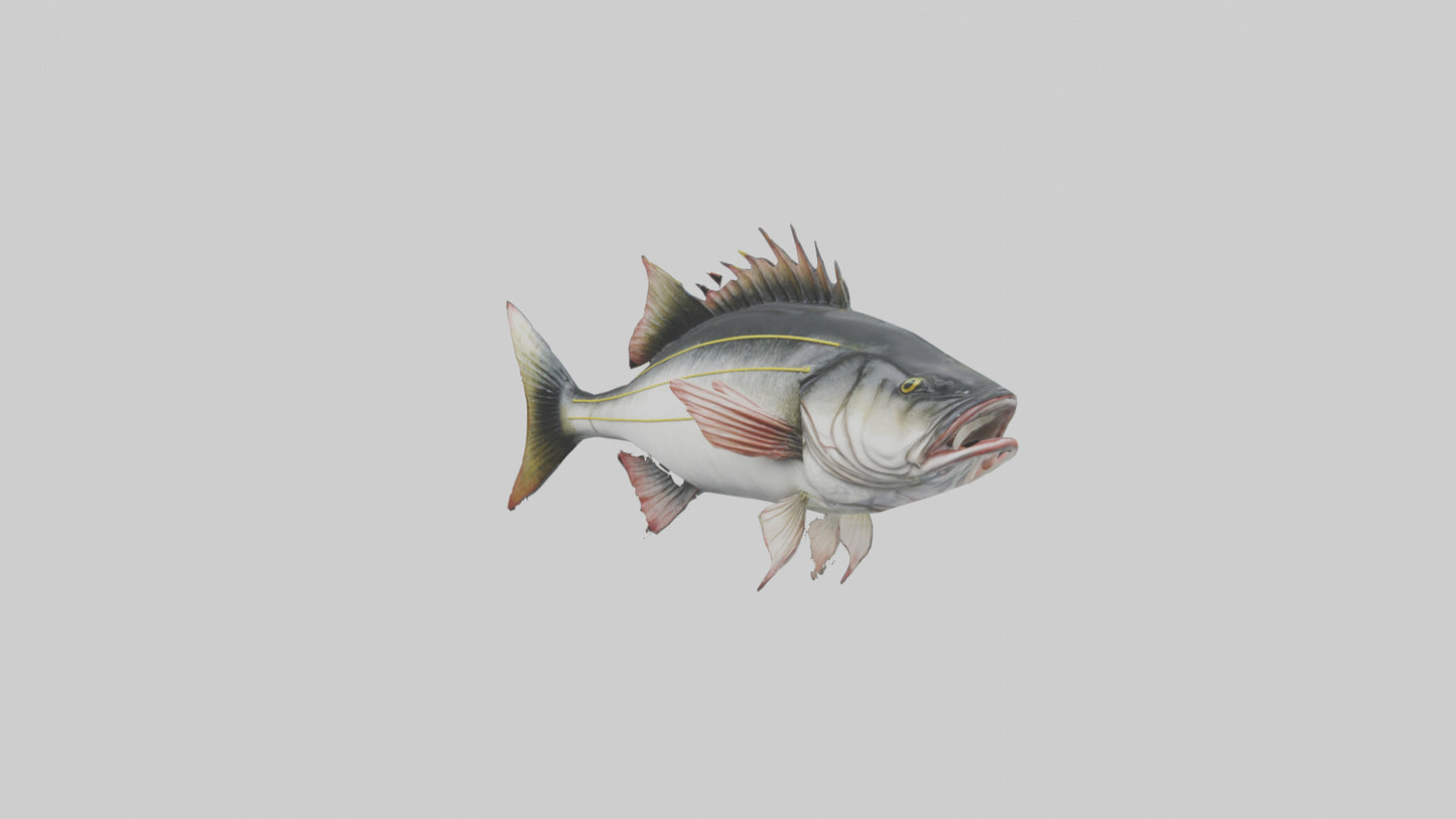 Sea Bass darting model 3D model