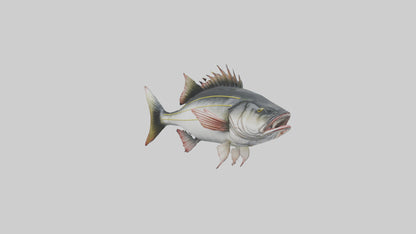 Sea Bass darting model 3D model