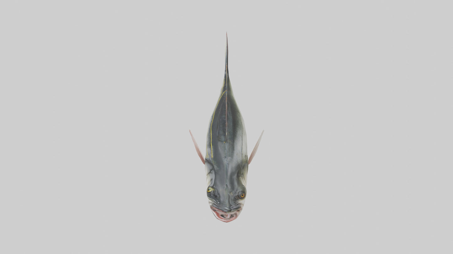 Sea Bass darting model 3D model