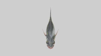 Sea Bass darting model 3D model
