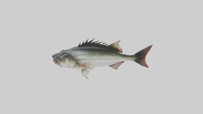 Sea Bass darting model 3D model