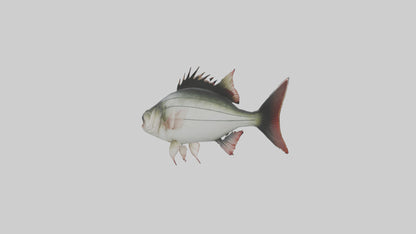 Sea Bass darting model 3D model
