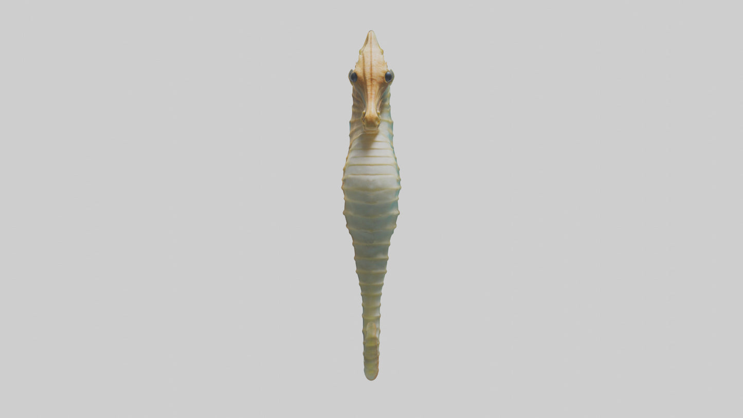 Sea Horse floating upright model 3D model