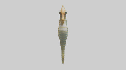 Sea Horse floating upright model 3D model