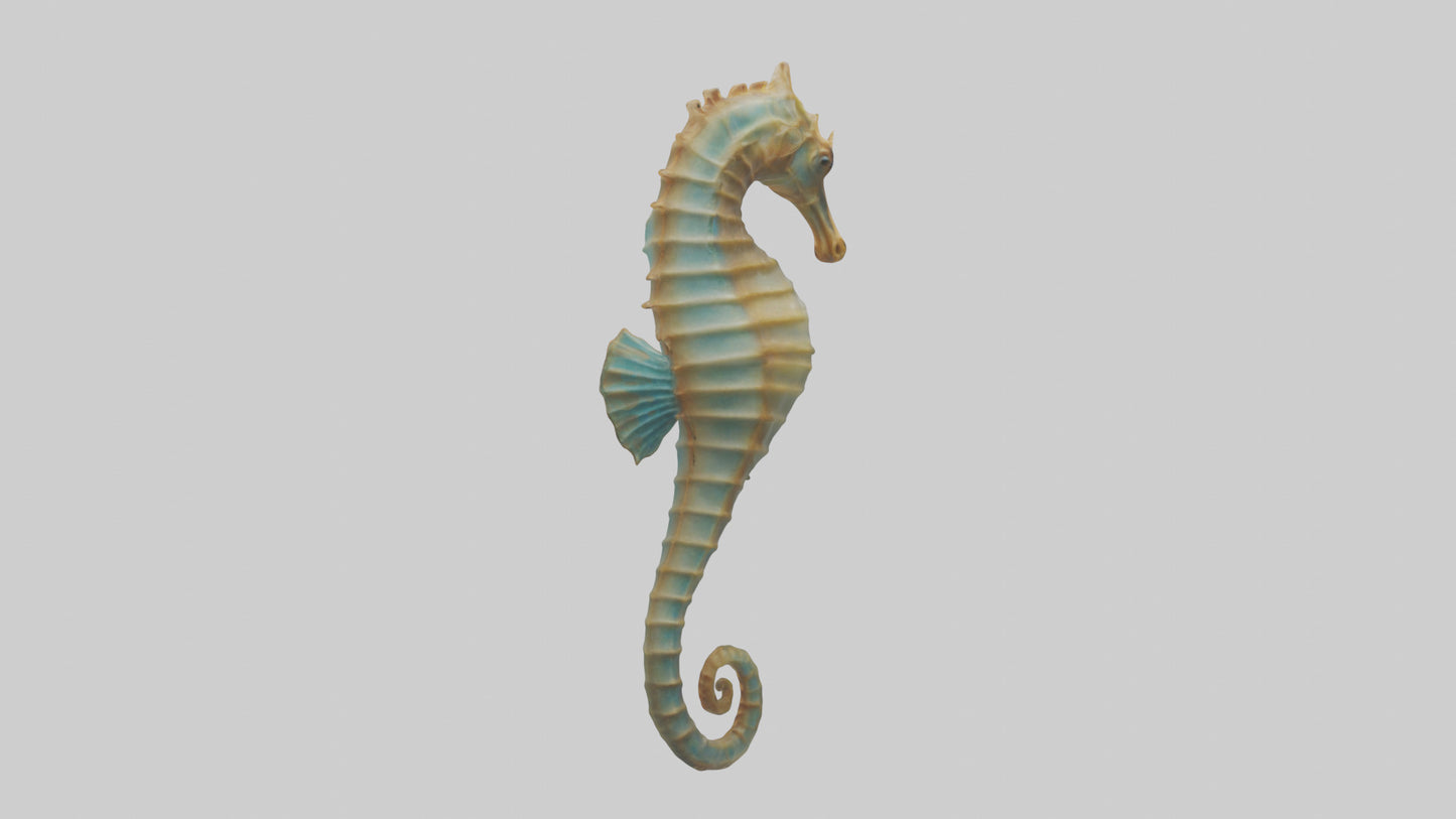 Sea Horse floating upright model 3D model