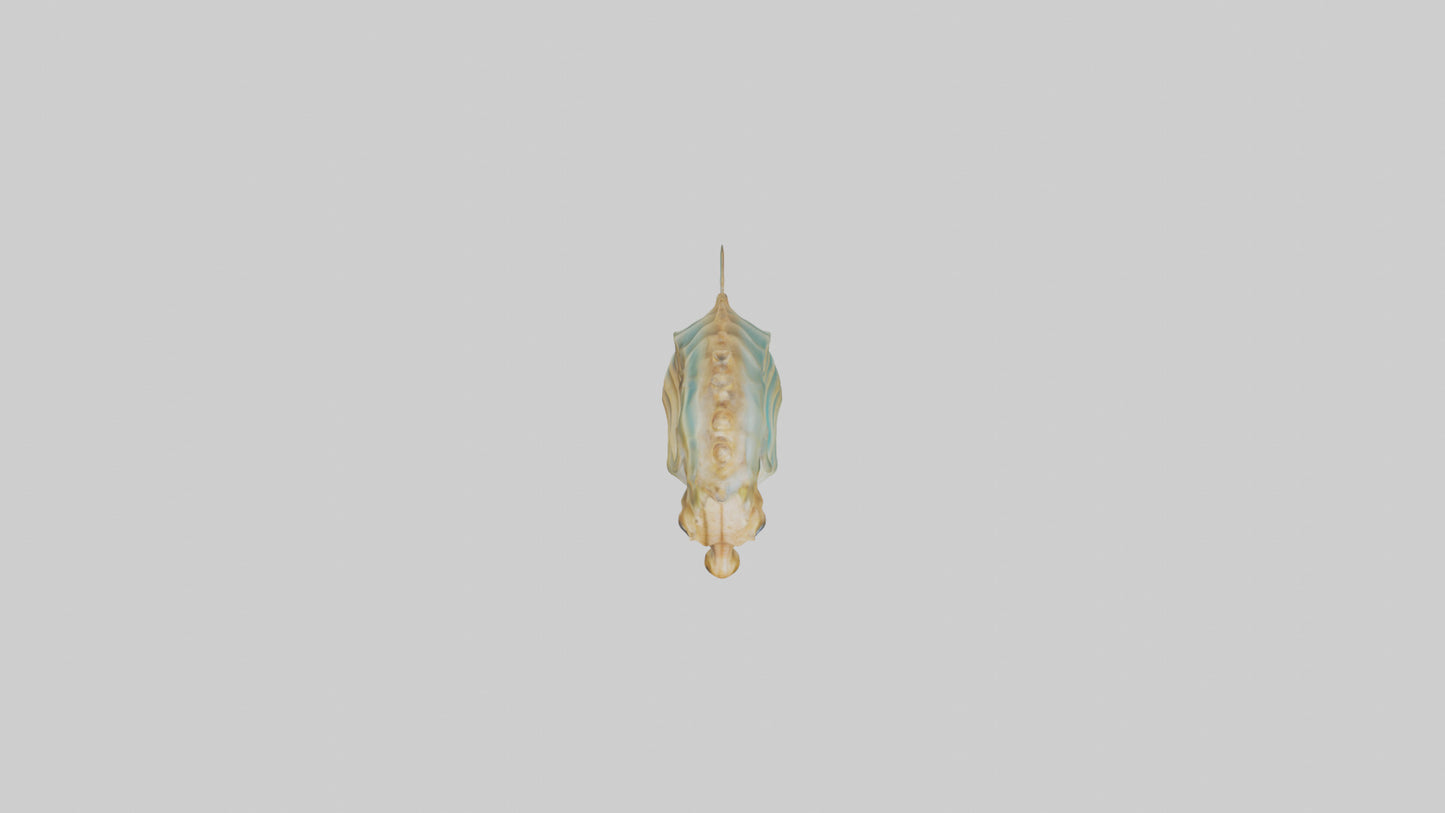 Sea Horse floating upright model 3D model