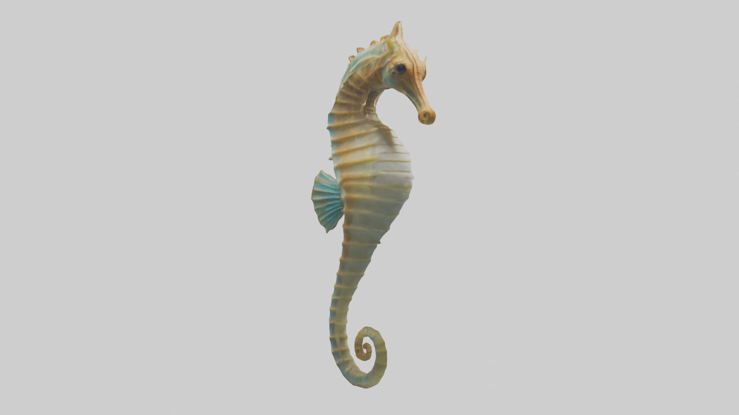 Sea Horse floating upright model 3D model