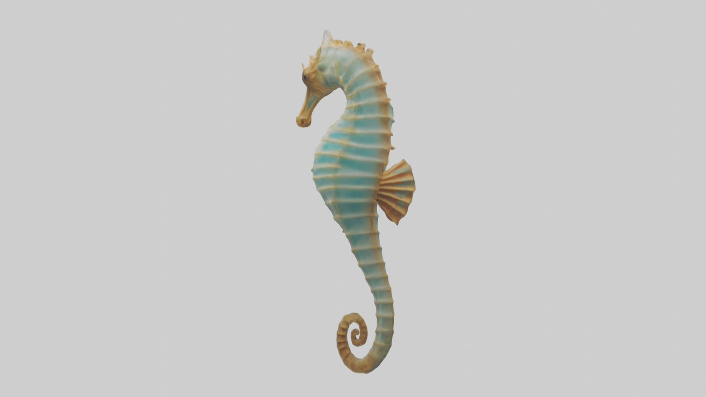 Sea Horse floating upright model 3D model