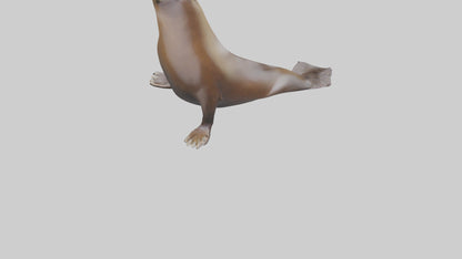 3D model Sea Lion balancing ball model VR / AR / low-poly
