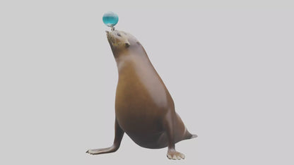 3D model Sea Lion balancing ball model VR / AR / low-poly