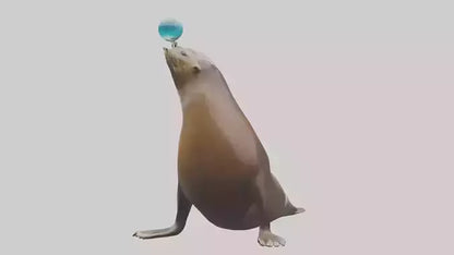 3D model Sea Lion balancing ball model VR / AR / low-poly