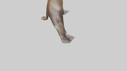 3D model Sea Lion balancing ball model VR / AR / low-poly