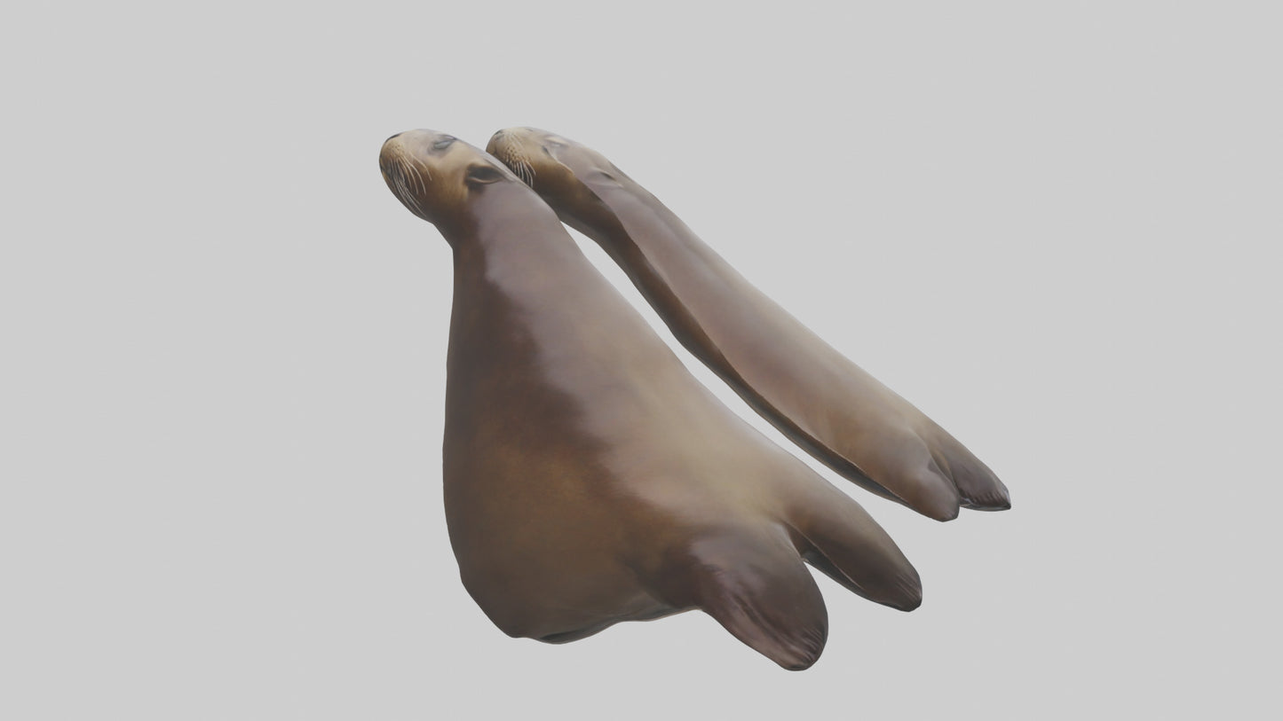 Sea Lion Flippers Model VR / AR / low-poly