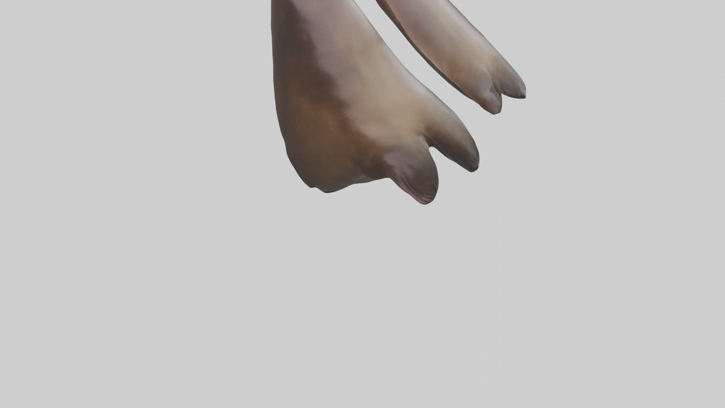 Sea Lion Flippers Model VR / AR / low-poly