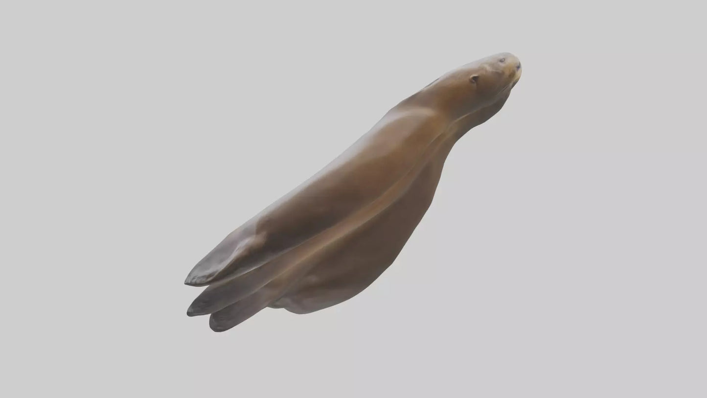 Sea Lion Flippers Model VR / AR / low-poly