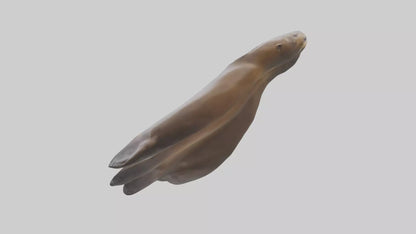 Sea Lion Flippers Model VR / AR / low-poly